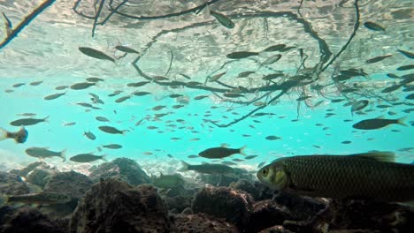 Fish-swimming-in-very-clear-and-transparent-shallow-water