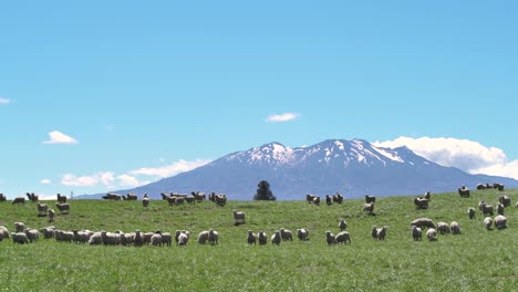 flock of sheep feeding on the green pasture in new zealand with the scenic mount ruapehu in the background - wide shot