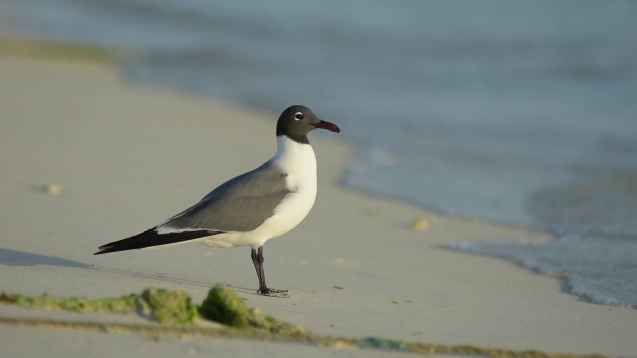 Larus Atricilla, Laughing Gull-Chroicocephalus philadelphia walking on the beach in Caribbean-sea-Los-roques-National-Park-Venezuela