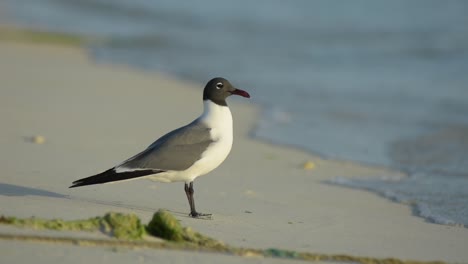 larus atricilla, laughing gull-chroicocephalus philadelphia walking on the beach in caribbean-sea-los-roques-national-park-venezuela