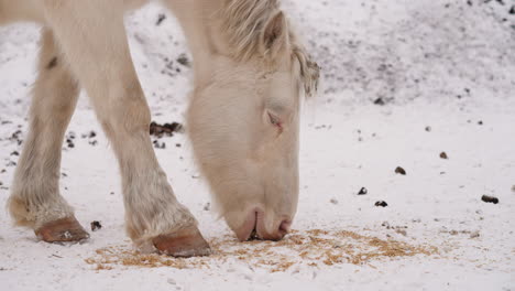 white furry horse eats food scattered on cold snow in meadow