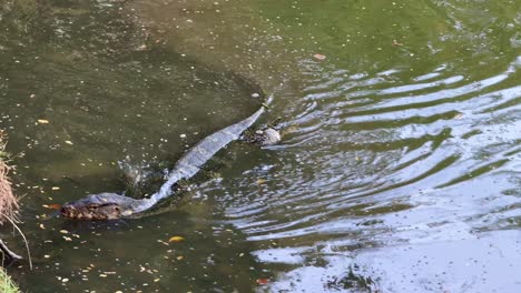 Monitor-lizard-reptile-swimming-shallow-water-Lumpini-Park-Bangkok-Thailand