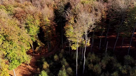 Downward-shot-above-trees,-panning-up-to-reveal-coastline-paradise