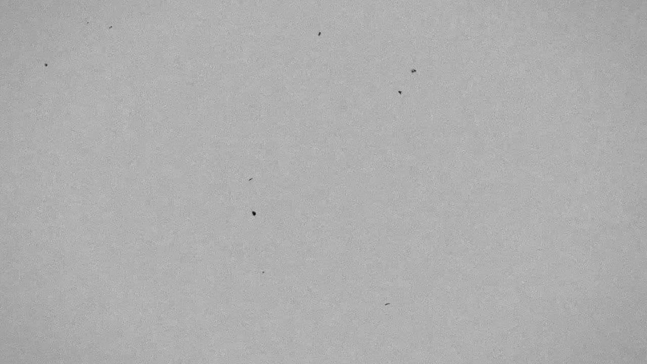 Vintage Film Grain and Dust Scratches Overlay Effect