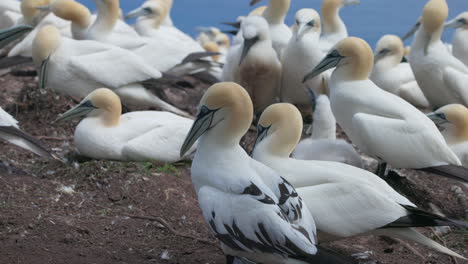 experience the enchanting world of northern gannet birds as they exhibit their natural behavior in stunning 4k slow motion