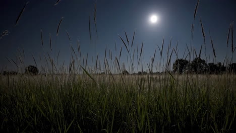 moonlight over a grassy field