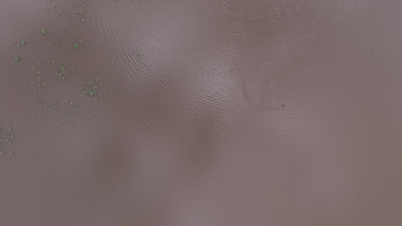 Aerial footage of a serene pond in Basin Park shows calm waters bordered by lush greenery. The overhead view captures natural tranquility, ideal for nature-themed projects