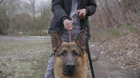 angry leashed german shepherd dog barking