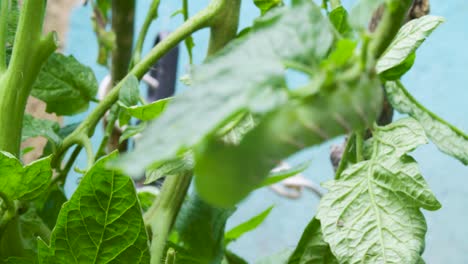 Una-Oruga-En-Una-Planta-De-Tomate