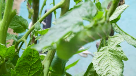 una oruga en una planta de tomate