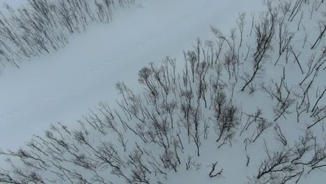 Drone view in Tromso area in winter flying over a snowy mountain showing a leafless tree forest from the top in Segla, Norway