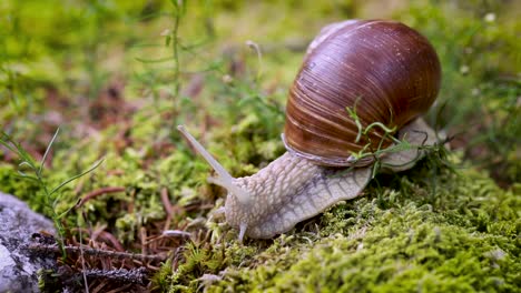 Helix-pomatia-also-Roman-snail,-Burgundy-snail