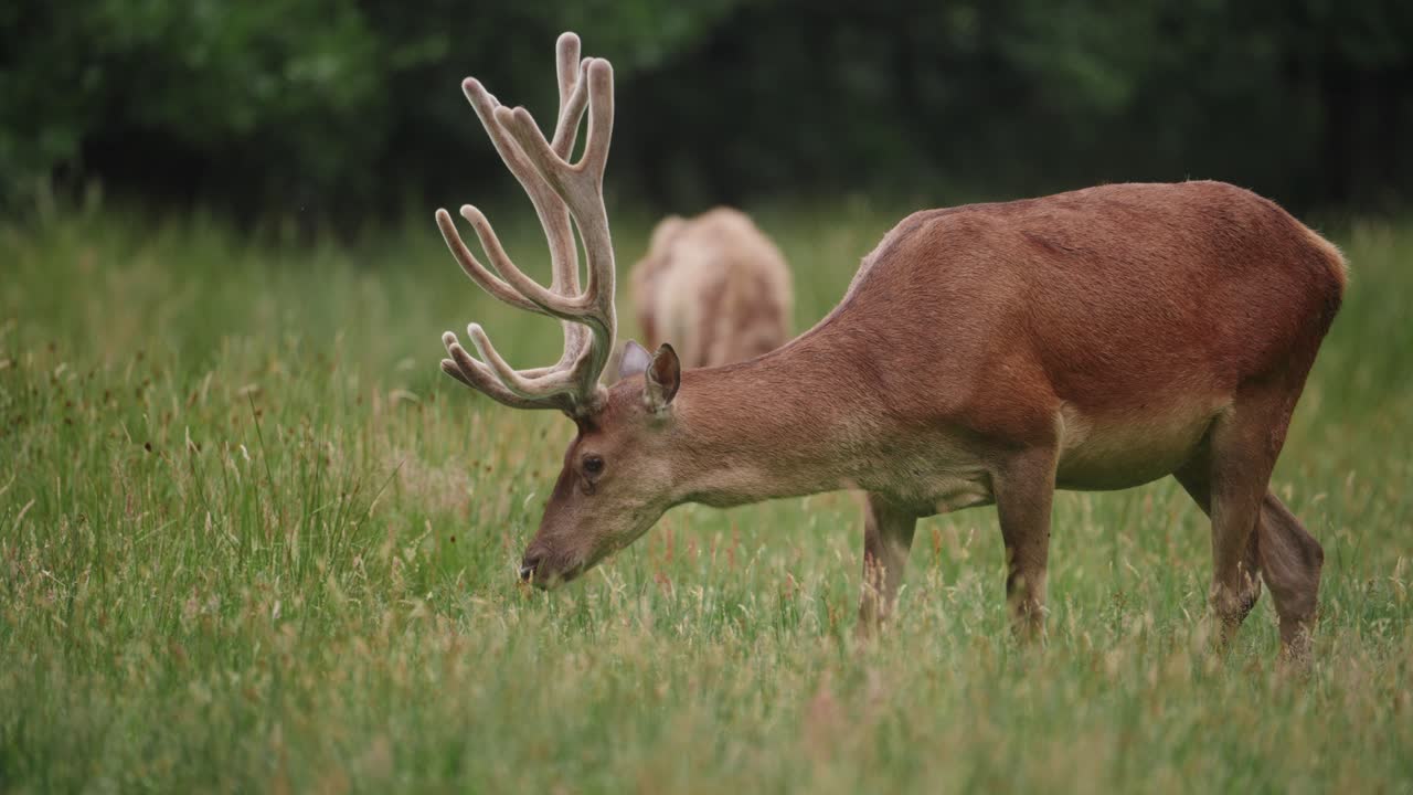 un ciervo con grandes cuernos pastando en el parque farran en cork, irlanda
