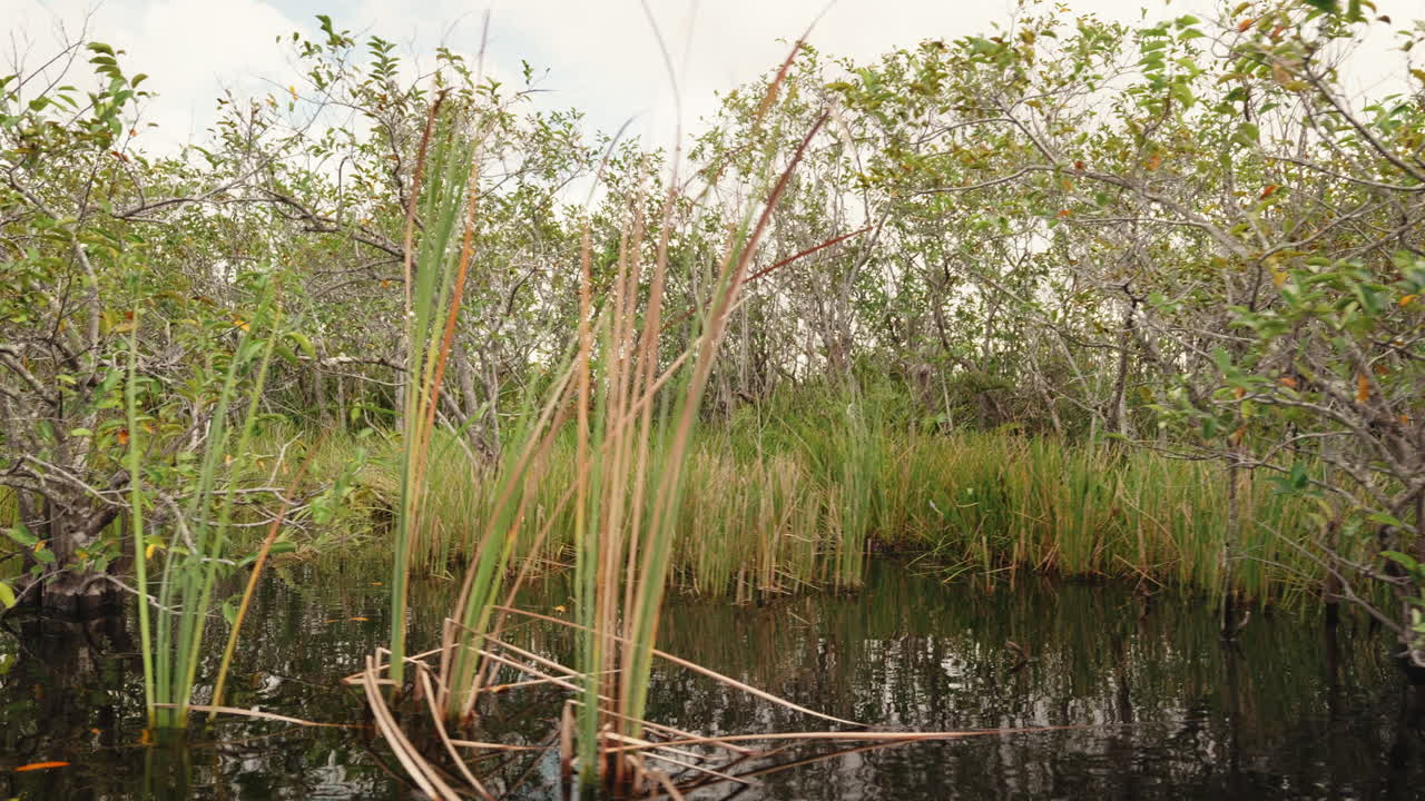 Everglades Wetlands