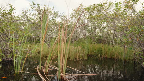 everglades wetlands