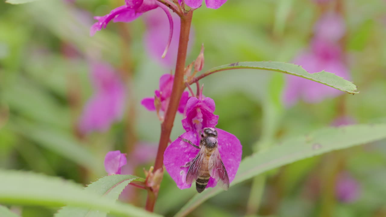 Kjempehonningbie beveger seg mellom Balsam-blomster, og sanker nektar en monsunmorgen i sakte film.