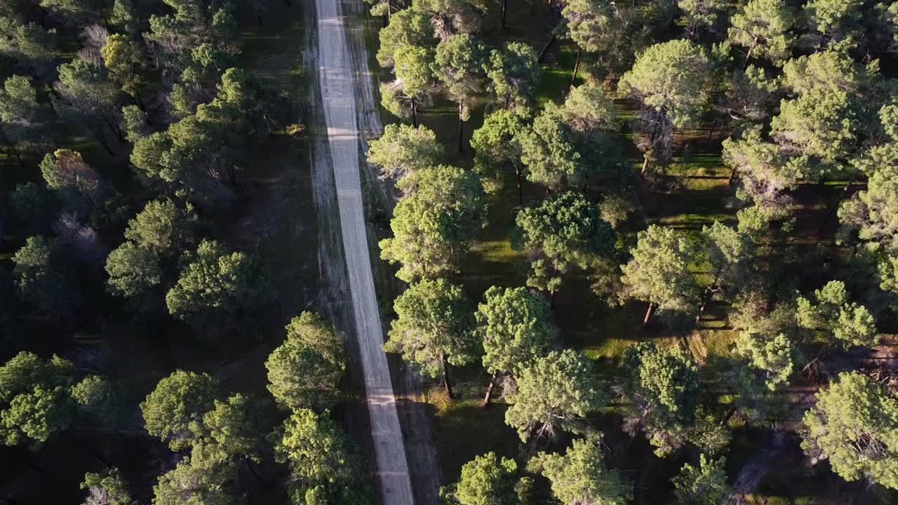 vista aérea descendiendo sobre la encrucijada de senderos en la plantación de bosque de pinos en gnangara, perth, wa