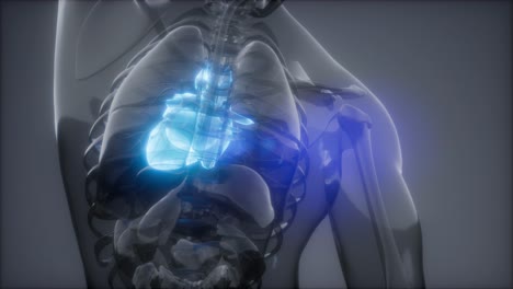 examen de radiología del corazón humano