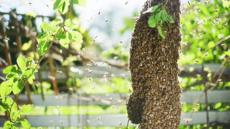 Enjambre-De-Abejas-En-La-Rama-De-Un-árbol