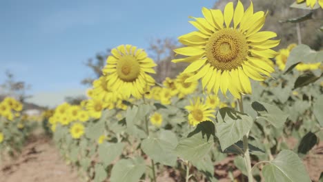 cerca de 4k de vibrantes amarillos, coloridos y hermosos girasoles campo con cielo azul claro muestra la flor detalles de pétalos, semillas y hojas verdes que es el concepto de la agricultura agrícola.
