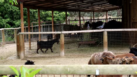 goats in a farm