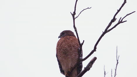 Red-shouldered-hawk-perched-on-a-large,-barren-branch-in-the-pouring-rain