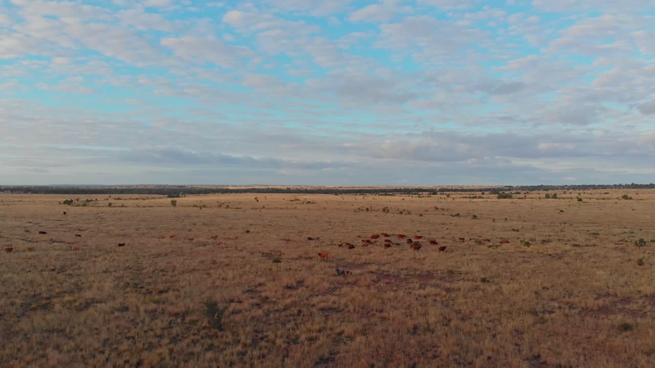 Kudde vee rennend in de Emerald bush, Queensland, Australië
