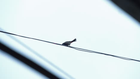 A-Bird-Perching-On-Electrical-Line-On-Rainy-Day---View-Along-Highway-In-Delhi,-India---Low-Angle-Shot
