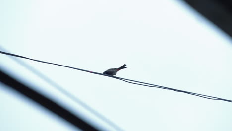 a bird perching on electrical line on rainy day - view along highway in delhi, india - low-angle shot