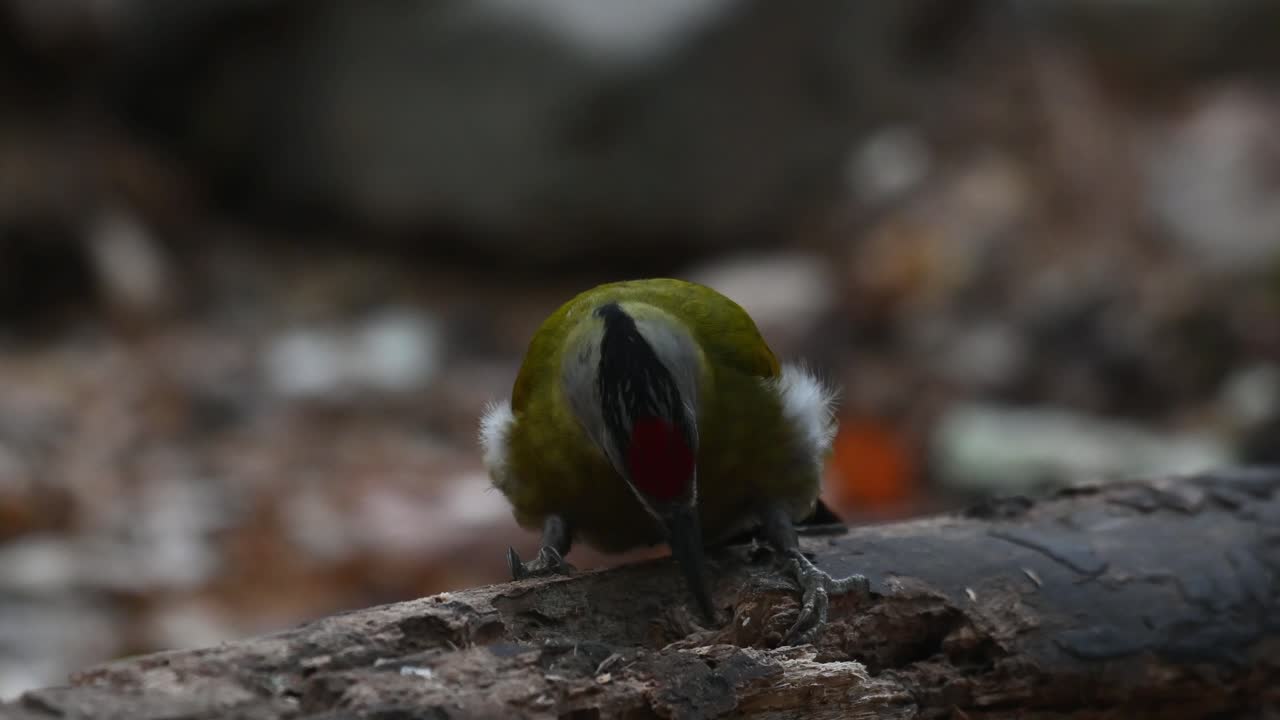 pájaro carpintero de cabeza gris, picus canus, picoteando un agujero en un árbol muerto caído para algunos gusanos mientras que el bulbul de orejas rayadas aparece en el fondo