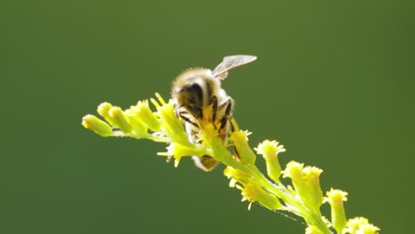 la abeja polinizando y recogiendo néctar de la flor de la planta