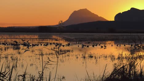 aves acuáticas en campos de arroz al amanecer, españa