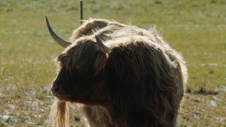 Mucca Highland all'aperto in un prato - primo piano