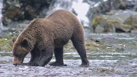 Braunbär,-Der-Einen-Lachs-Am-Pavlof-Fluss-Fängt,-Der-In-Die-Süßwasserbucht-Im-Hafen-Von-Pavlof-Auf-Der-Insel-Baranof-Im-Südosten-Von-Alaska-Fließt