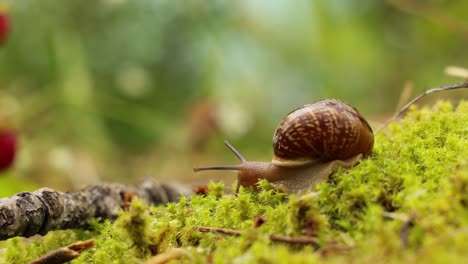 el caracol se arrastra lentamente a lo largo del primer plano super macro
