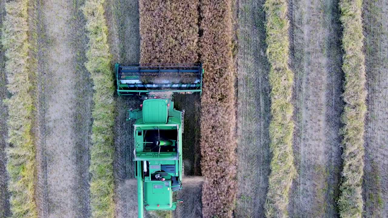 imágenes aéreas de una vista superior en la cosechadora verde durante la temporada de cosecha de cultivos. trabajando en un campo agrícola con cultivos de cereales.