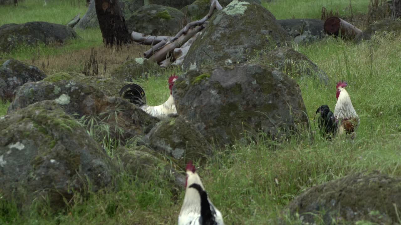 자연 개방 농장 야생 동물 닭, 수탉 및 암탉이 야생 초원을 돌아 다닙니다.