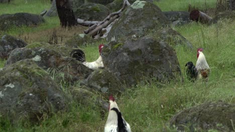 en la vida silvestre natural de la granja abierta, los pollos, los gallos y las gallinas deambulan por las praderas silvestres