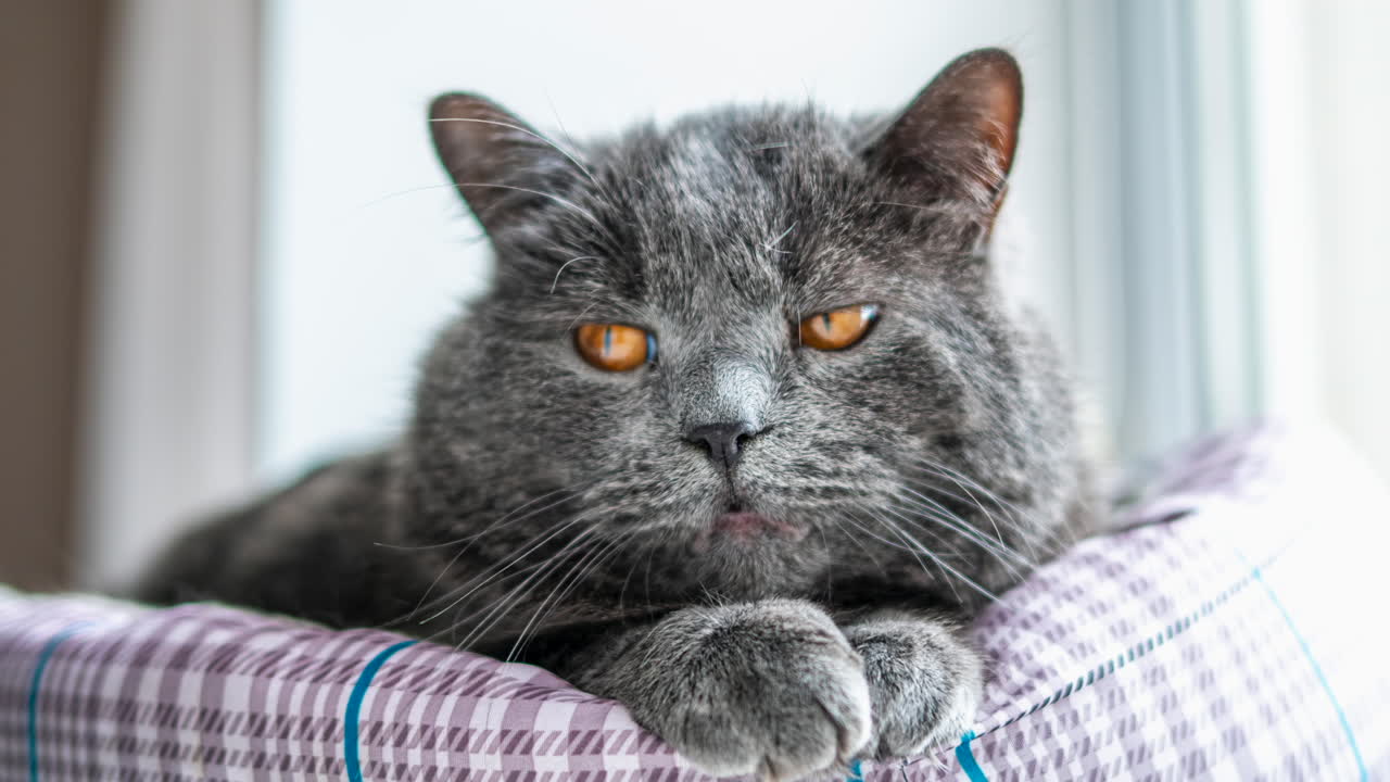 Gatto British Shorthair con occhi arancioni, sdraiato sul letto, che si guarda intorno