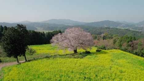 a single cherry blossom tree in saga prefecture, kyushu, japan