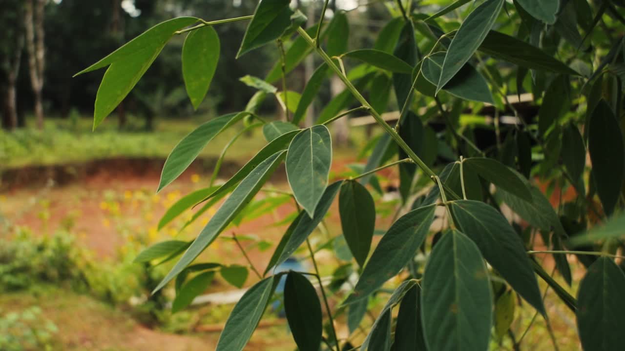 primer plano estático de hojas verdes de arbustos balanceándose en el viento