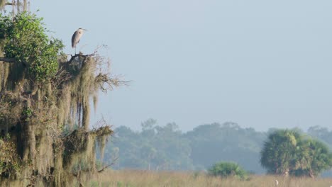 Gran-Pájaro-Garza-Azul-Posado-En-El-Paisaje-Del-árbol-De-Musgo-Español