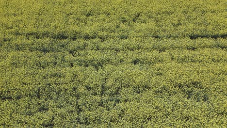 Vuelo-De-Descenso-Con-Dron-Sobre-Una-Plantación-De-Plantas-De-Colza-Y-Al-Descender-Apreciamos-El-Color-Amarillo-Intenso-La-Claridad-De-Las-Plantas-A-Un-Grado-Casi-Individual.