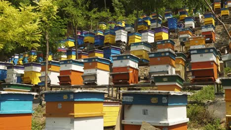 wooden beehives in colourful terraced apiculture garden bulgaria