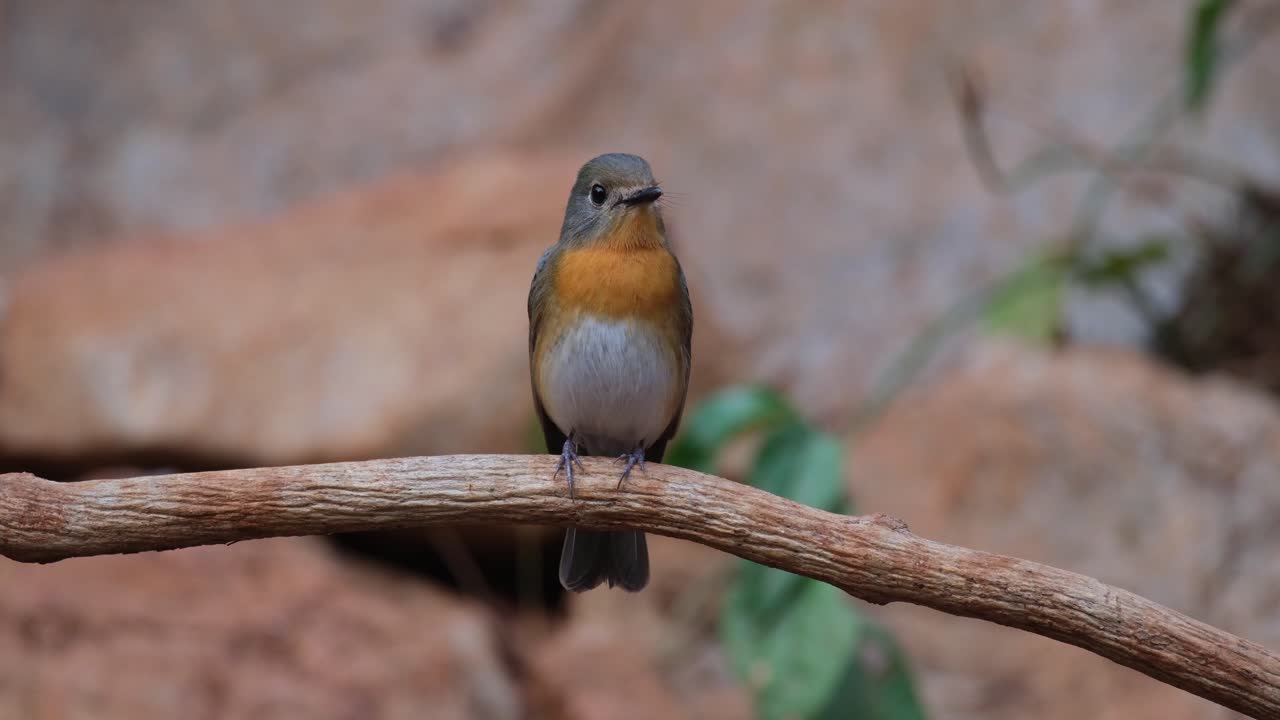 mirando hacia la derecha mientras se alza en una vid durante la tarde, mosquitero azul indochino cyornis sumatrensis, hembra, tailandia