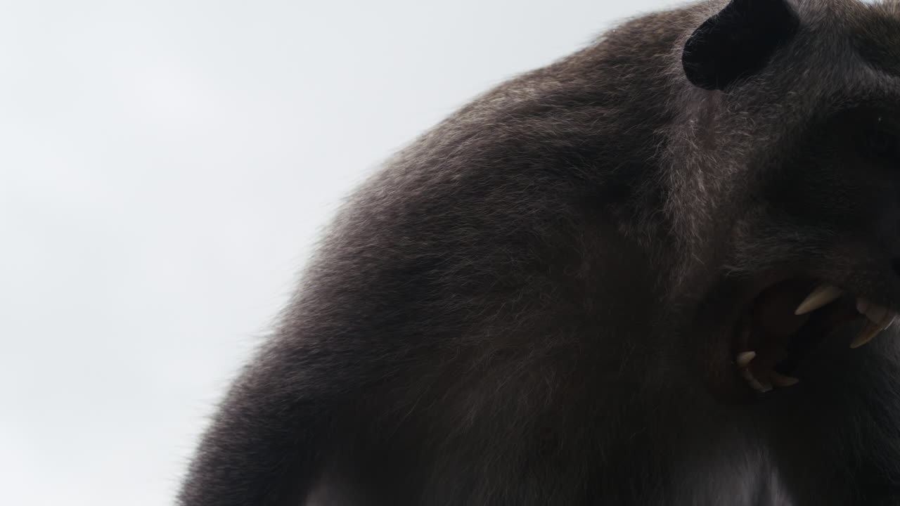 Monkey sitting silhouetted against bright white sky in slow motion