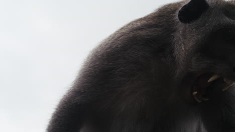 monkey sitting silhouetted against bright white sky in slow motion