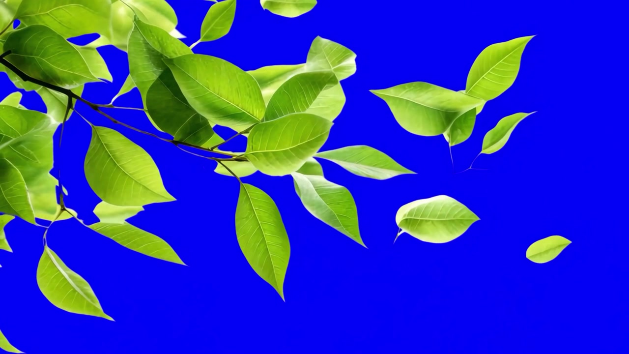 Foglie verdi mosse dal vento su sfondo chroma key