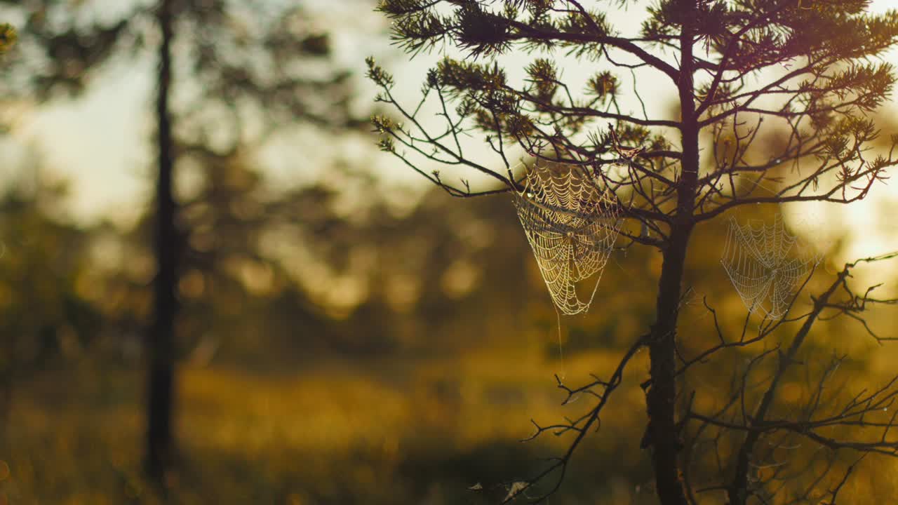 Cobwebs in pines with morning dew during a sunrise in marshland