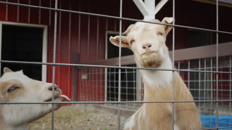 Portrait-of-a-funny-goat,-haughtily-looking-from-behind-the-fence-of-the-barn